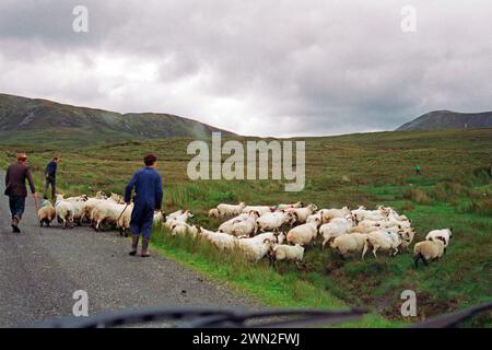 Ovini su strada, allevatori, figli maschi, contea di Donegal, Repubblica d’Irlanda, 29 luglio 1993 Foto Stock