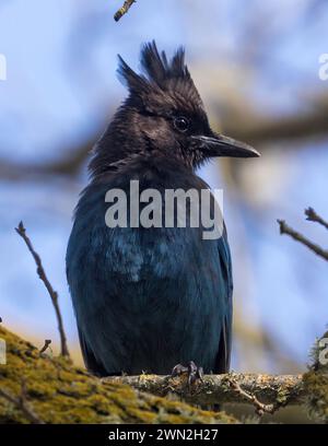 Jay di Steller appollaiato su un albero. Contea di Santa Clara, California, Stati Uniti. Foto Stock
