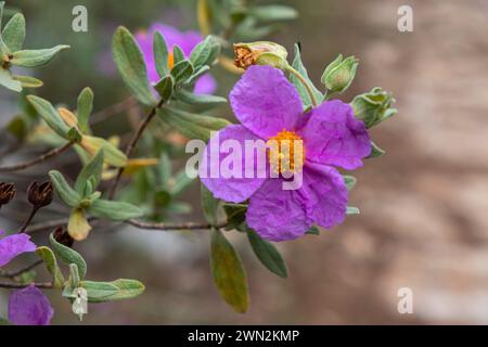 Rockrose bianche, Cistus albidus, Maiorca, Isole Baleari, Spagna Foto Stock