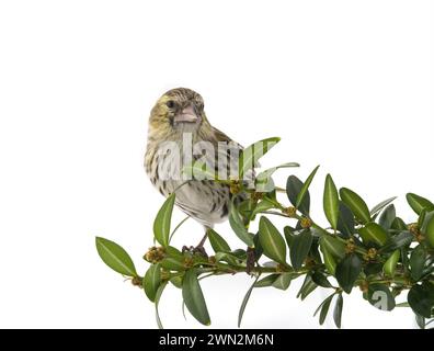 siskin femminile isolata su sfondo bianco, ripresa in studio Foto Stock