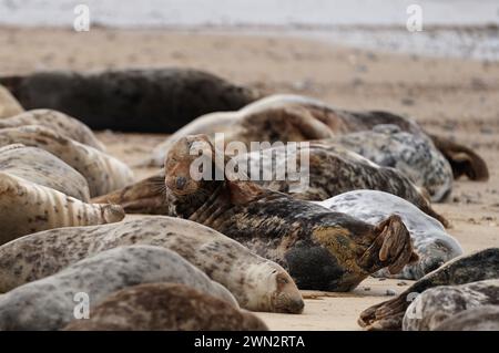 Alcune delle circa 2.500 foche grigie dell'Atlantico a Horsey Beach nel Norfolk, dove si riuniscono ogni anno per muta la loro pelliccia invernale usurata e crescere nuovi cappotti più eleganti. Il tratto di otto chilometri della costa del Norfolk è diventato un importante terreno di allevamento per i mammiferi, con oltre 3.500 cuccioli che vi nascono durante l'inverno. Data foto: Mercoledì 28 febbraio 2024. Foto Stock