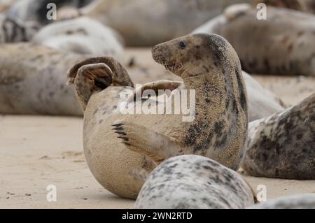 Alcune delle circa 2.500 foche grigie dell'Atlantico a Horsey Beach nel Norfolk, dove si riuniscono ogni anno per muta la loro pelliccia invernale usurata e crescere nuovi cappotti più eleganti. Il tratto di otto chilometri della costa del Norfolk è diventato un importante terreno di allevamento per i mammiferi, con oltre 3.500 cuccioli che vi nascono durante l'inverno. Data foto: Mercoledì 28 febbraio 2024. Foto Stock