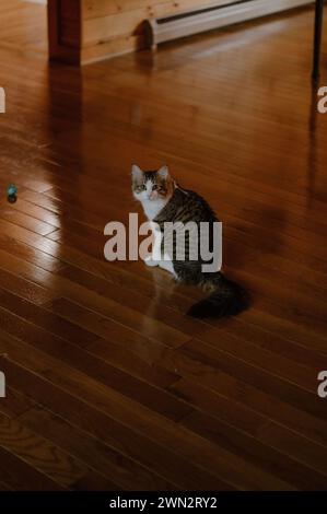 L'essenza della grazia felina, maestoso gatto trasuda tranquillità ed eleganza senza tempo Foto Stock