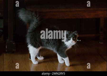 L'essenza della grazia felina, maestoso gatto trasuda tranquillità ed eleganza senza tempo Foto Stock