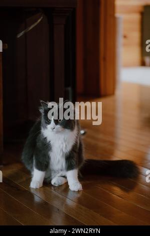 L'essenza della grazia felina, maestoso gatto trasuda tranquillità ed eleganza senza tempo Foto Stock