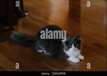 L'essenza della grazia felina, maestoso gatto trasuda tranquillità ed eleganza senza tempo Foto Stock