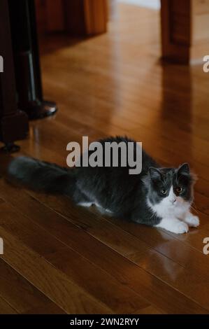 L'essenza della grazia felina, maestoso gatto trasuda tranquillità ed eleganza senza tempo Foto Stock