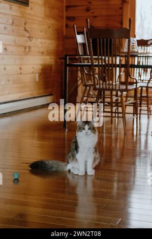 L'essenza della grazia felina, maestoso gatto trasuda tranquillità ed eleganza senza tempo Foto Stock