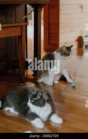 L'essenza della grazia felina, maestoso gatto trasuda tranquillità ed eleganza senza tempo Foto Stock