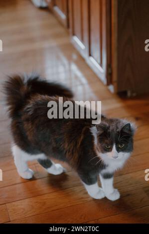 L'essenza della grazia felina, maestoso gatto trasuda tranquillità ed eleganza senza tempo Foto Stock