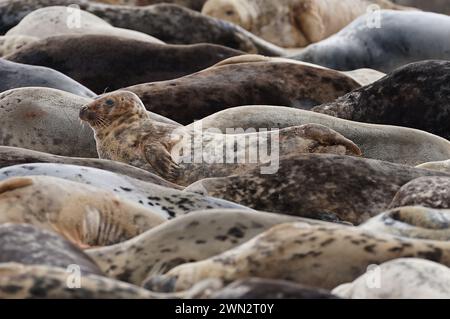 Alcune delle circa 2.500 foche grigie dell'Atlantico a Horsey Beach nel Norfolk, dove si riuniscono ogni anno per muta la loro pelliccia invernale usurata e crescere nuovi cappotti più eleganti. Il tratto di otto chilometri della costa del Norfolk è diventato un importante terreno di allevamento per i mammiferi, con oltre 3.500 cuccioli che vi nascono durante l'inverno. Data foto: Mercoledì 28 febbraio 2024. Foto Stock