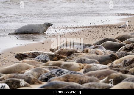 Alcune delle circa 2.500 foche grigie dell'Atlantico a Horsey Beach nel Norfolk, dove si riuniscono ogni anno per muta la loro pelliccia invernale usurata e crescere nuovi cappotti più eleganti. Il tratto di otto chilometri della costa del Norfolk è diventato un importante terreno di allevamento per i mammiferi, con oltre 3.500 cuccioli che vi nascono durante l'inverno. Data foto: Mercoledì 28 febbraio 2024. Foto Stock