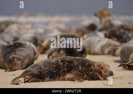 Alcune delle circa 2.500 foche grigie dell'Atlantico a Horsey Beach nel Norfolk, dove si riuniscono ogni anno per muta la loro pelliccia invernale usurata e crescere nuovi cappotti più eleganti. Il tratto di otto chilometri della costa del Norfolk è diventato un importante terreno di allevamento per i mammiferi, con oltre 3.500 cuccioli che vi nascono durante l'inverno. Data foto: Mercoledì 28 febbraio 2024. Foto Stock