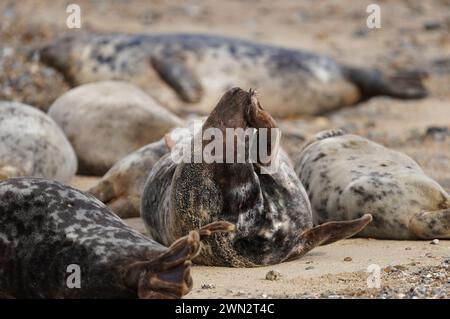 Alcune delle circa 2.500 foche grigie dell'Atlantico a Horsey Beach nel Norfolk, dove si riuniscono ogni anno per muta la loro pelliccia invernale usurata e crescere nuovi cappotti più eleganti. Il tratto di otto chilometri della costa del Norfolk è diventato un importante terreno di allevamento per i mammiferi, con oltre 3.500 cuccioli che vi nascono durante l'inverno. Data foto: Mercoledì 28 febbraio 2024. Foto Stock