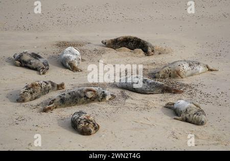 Alcune delle circa 2.500 foche grigie dell'Atlantico a Horsey Beach nel Norfolk, dove si riuniscono ogni anno per muta la loro pelliccia invernale usurata e crescere nuovi cappotti più eleganti. Il tratto di otto chilometri della costa del Norfolk è diventato un importante terreno di allevamento per i mammiferi, con oltre 3.500 cuccioli che vi nascono durante l'inverno. Data foto: Mercoledì 28 febbraio 2024. Foto Stock