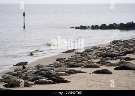 Alcune delle circa 2.500 foche grigie dell'Atlantico a Horsey Beach nel Norfolk, dove si riuniscono ogni anno per muta la loro pelliccia invernale usurata e crescere nuovi cappotti più eleganti. Il tratto di otto chilometri della costa del Norfolk è diventato un importante terreno di allevamento per i mammiferi, con oltre 3.500 cuccioli che vi nascono durante l'inverno. Data foto: Mercoledì 28 febbraio 2024. Foto Stock