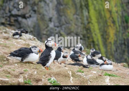 Atlantic Puffins, Fratercula artica in piumaggio di riproduzione arroccato su una scogliera marina Foto Stock