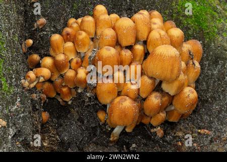 Un gruppo di cappellini di mica o cappellini luccicanti che crescono su un ceppo d'albero in putrefazione Foto Stock