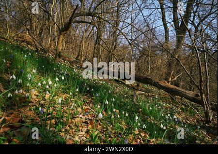 Close-up Snowdrops nella foresta primaverile mattutina Foto Stock