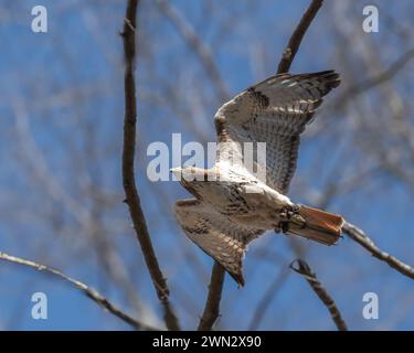 Un maestoso ronzio dalla coda rossa (Buteo jamaicensis) si innalza sopra un prato Foto Stock