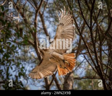 Un maestoso ronzio dalla coda rossa (Buteo jamaicensis) si innalza sopra un prato Foto Stock