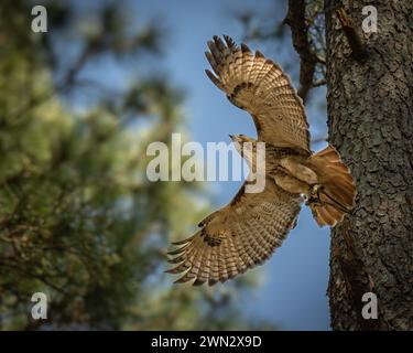 Un maestoso ronzio dalla coda rossa (Buteo jamaicensis) si innalza sopra un prato Foto Stock