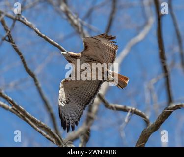 Un maestoso ronzio dalla coda rossa (Buteo jamaicensis) si innalza sopra un prato Foto Stock