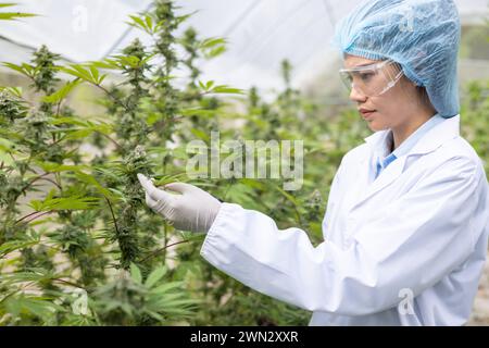 Agricoltore maschio che detiene una compressa per l'ispezione della qualità della cannabis e la ricerca nell'azienda agricola Foto Stock