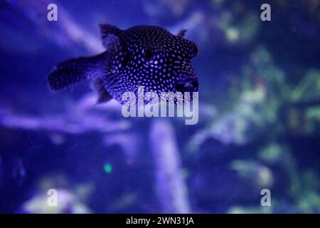 Un pesce Arothron maculato bianco (Arothron meleagris) che scivola con grazia attraverso l'acqua Foto Stock