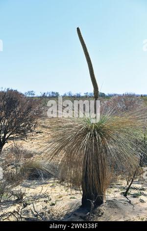 Xanthorrhoea australis, l'albero dell'erba; la specie di solito sviluppa un tronco ruvido che può essere ramificato e colorato di nero, il risultato di incendi boschivi Foto Stock