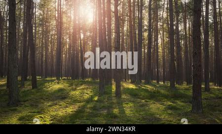 Foto di una foresta con il sole che tramonta tra gli alberi, messa a fuoco selettiva. Foto Stock