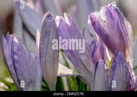 Potsdam, Germania. 29 febbraio 2024. La rugiada mattutina giace sui fiori ancora chiusi di croci (Crocus). Secondo il servizio meteorologico tedesco (DWD), giovedì a Berlino e Brandeburgo inizierà con le macchie di nebbia localizzate e il gelo. Crediti: Georg Moritz/dpa/Alamy Live News Foto Stock