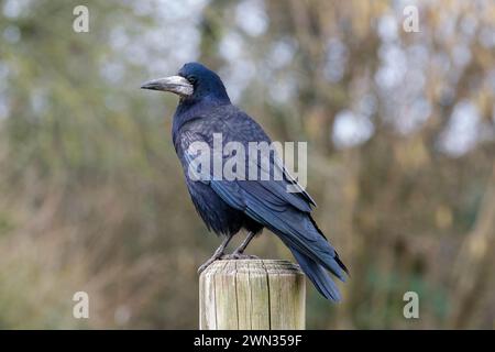 Rook, corvus frugilegus, arroccato su un palo, vista laterale Foto Stock