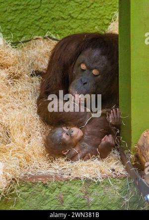 Blackpool, Lancashire, Regno Unito. 28 febbraio 2023. L'orangotango Bornean Jingga bacia il piede di suo figlio Jarang allo zoo di Blackpool. E' il primo a nascere in 20 anni. Ora, 8 mesi, bambino e madre stanno progredendo bene. Crediti: John Eveson/Alamy Live News Foto Stock