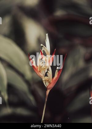 Un primo piano di Heliconia psittacorum, fiore di parrocchetto Foto Stock
