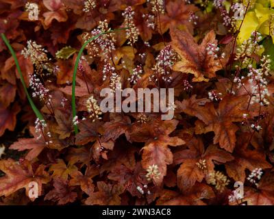 Primo piano delle foglie di bronzo dorato e dei fiori bianchi della lanterna di ottone heucherella, pianta da giardino a bassa crescita. Foto Stock