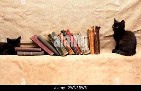 Due piccoli gattini neri vicino a vecchi libri su sfondo di tela Foto Stock