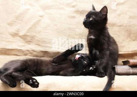 Due piccoli gattini neri che giocano vicino a vecchi libri su sfondo di tela Foto Stock