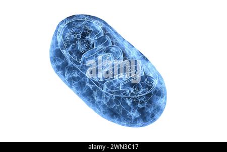 Vista in sezione trasversale dei mitocondri, rendering 3d. Illustrazione 3D. Foto Stock