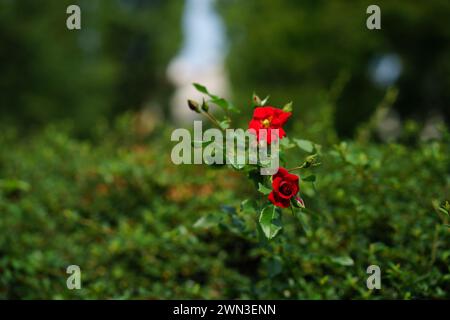 Le rose rosse che sbocciano nel giardino sullo sfondo del verde fogliame Foto Stock