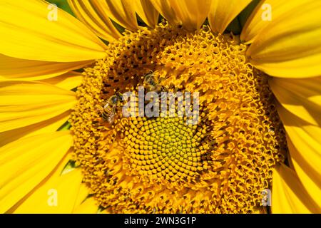 Due api arroccate su un girasole circondate da altri fiori Foto Stock