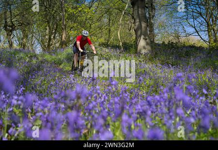 05/05/16 Un ciclista sfrutta al massimo il sole primaverile, avvolgendosi tra una coperta di campanelli brillanti mentre pedala attraverso Bow Wood, ne Foto Stock