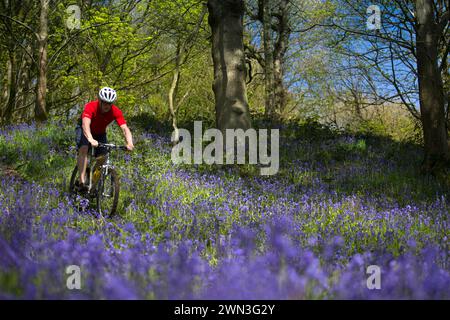 05/05/16 Un ciclista sfrutta al massimo il sole primaverile, avvolgendosi tra una coperta di campanelli brillanti mentre pedala attraverso Bow Wood, ne Foto Stock