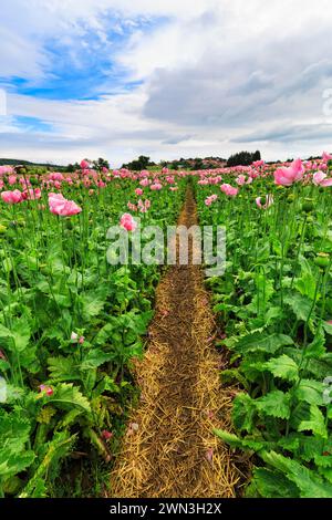 Sentiero escursionistico, percorso circolare nel papavero da oppio (Papaver somniferum), coltivazione di papavero commestibile, campo di papavero, fiori rosa e capsule di semi Foto Stock