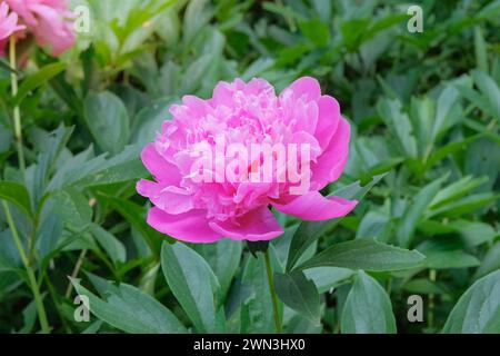 Peony sta crescendo in giardino. Pianta arbustiva. Coltivato per i suoi romantici fiori rosa. Foto Stock