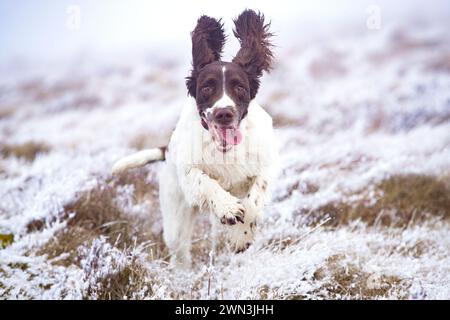 03/04/19 dopo il clima invernale notturno, springer spaniel, Chester, un bambino di quattro anni, gioca sulla neve sull'Axe Edge Moor nel Derbyshire Peak District. A. Foto Stock