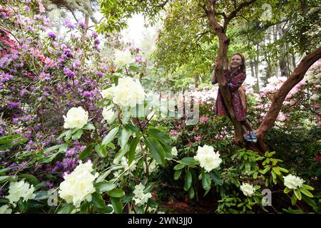 16/05/21 Hettie Lewin, 10. Rododendri e azalee a Lee Gardens, vicino a Matlock, nel Derbyshire, sono finalmente in piena fioritura. Il proprietario Pete Tye ha detto: ÒThe Foto Stock