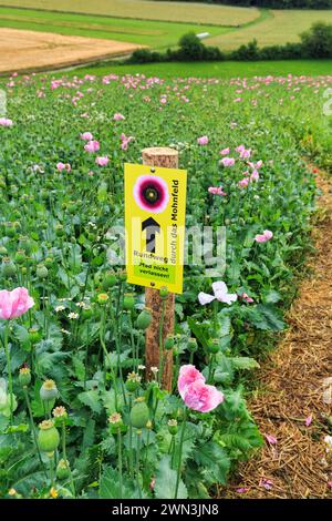 Sentiero escursionistico, percorso circolare nel papavero da oppio (Papaver somniferum), cartello con iscrizione, campo di papavero, fiori rosa e capsule di semi, Germerode Foto Stock