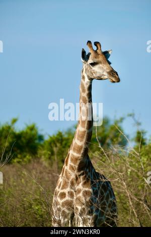 Giraffa in natura sorridente, da vicino, alberi sullo sfondo Foto Stock