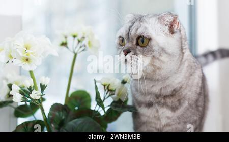 Il gatto scozzese annusa un fiore bianco sul davanzale Foto Stock